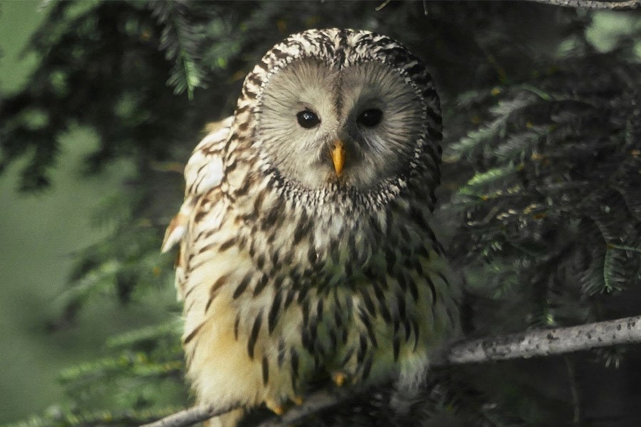 Blue Ant Media Expands Natural History Slate With Four New Originals For London Screenings